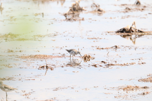 Wood Sandpiper