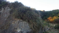 Fascicularia bicolor