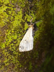 Lymantriinae