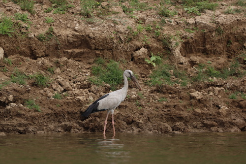 Asian Openbill