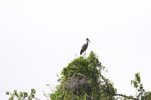 Asian Openbill