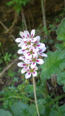 Francoa appendiculata