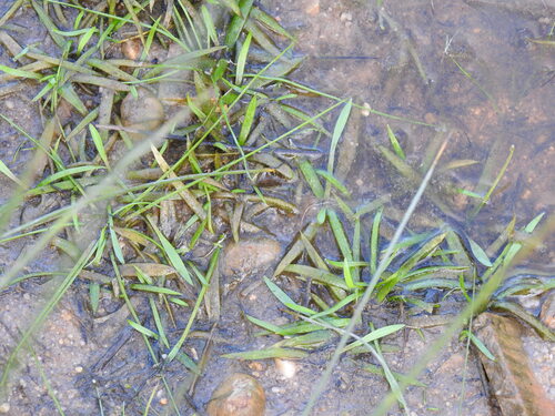 creeping water-plantain (Baldellia repens)