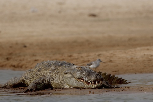 Mugger Crocodile