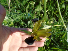 Iris tuberosa