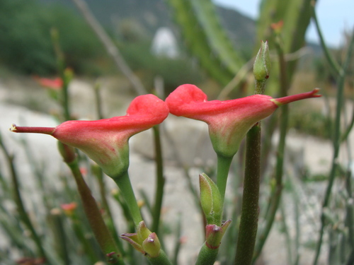 Euphorbia cymbifera, photograph 1