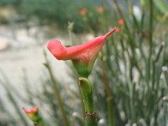Euphorbia cymbifera, photograph (c) Alexis López Hernández, some rights reserved (CC BY)