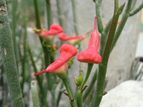 Euphorbia cymbifera, photograph 2