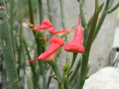Euphorbia cymbifera, photograph (c) Alexis López Hernández, some rights reserved (CC BY)