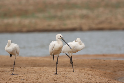 Eurasian Spoonbill