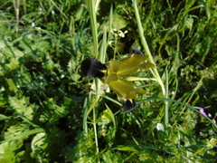 Iris tuberosa