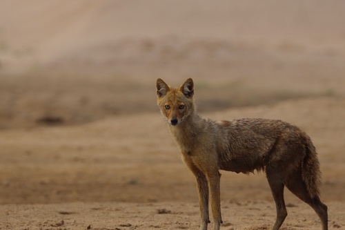 Golden Jackal