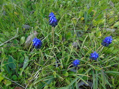 Muscari