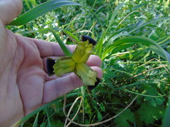 Iris tuberosa