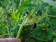 Iris tuberosa