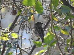 Passer domesticus