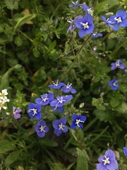 Veronica glauca
