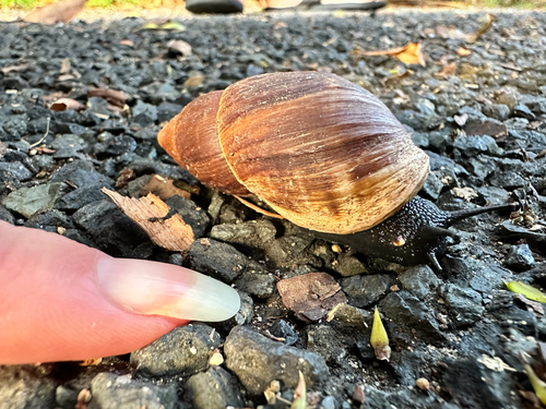Maoristylus bivaricosus observed 2026-03-23