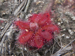 Drosera tomentosa