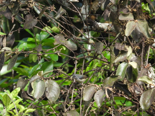 Dicaeum pygmaeum observed 2026-03-22