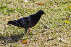 Columba livia domestica