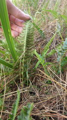 Blechnum hastatum