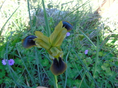 Iris tuberosa