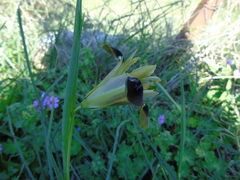 Iris tuberosa