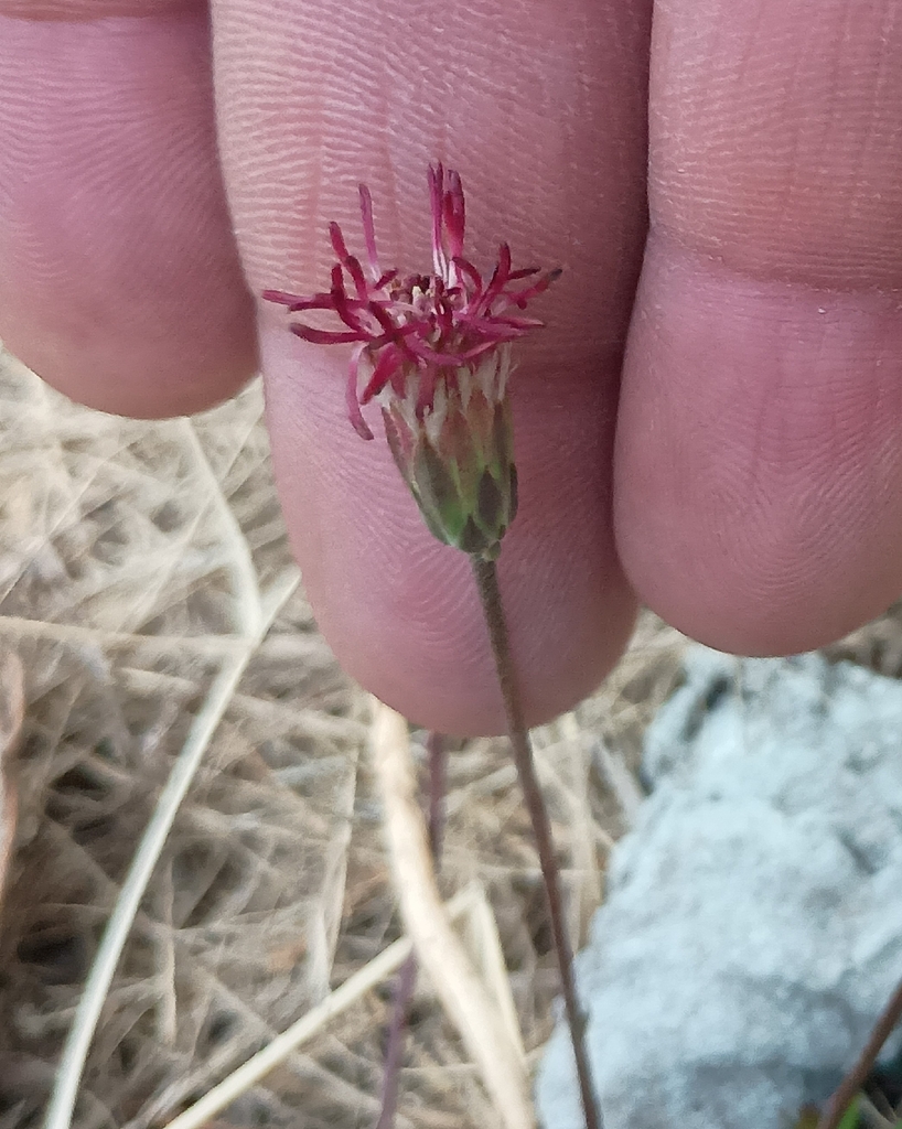Brickellia schaffneri