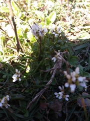 Cardamine hirsuta
