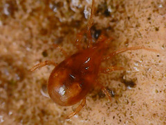 Mesostigmata