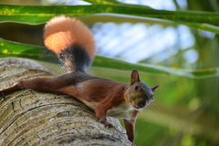 Sciurus granatensis