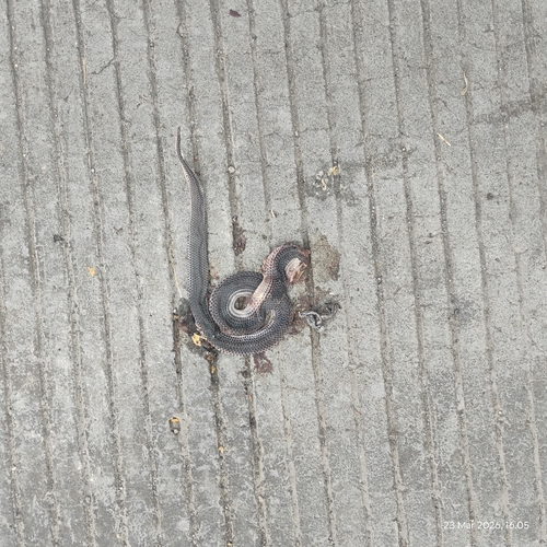 Asian Sunbeam Snake