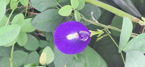 Blue Pea