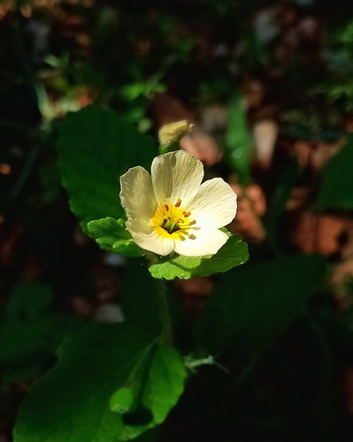 Piriqueta racemosa observed 2026-03-21