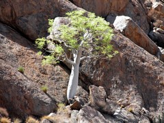 Moringa ovalifolia image