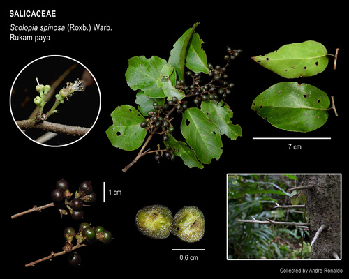 Scolopia spinosa observed 2026-03-23