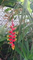 Heliconia rostrata