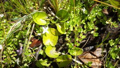 Oldenlandia salzmannii