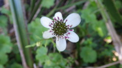 Knowltonia hepaticifolia