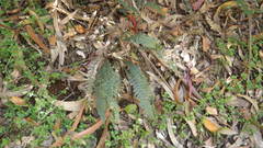 Blechnum mochaenum
