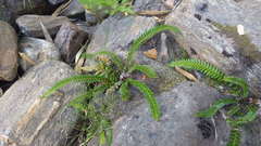 Blechnum arcuatum