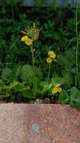 Oriental false hawksbeard