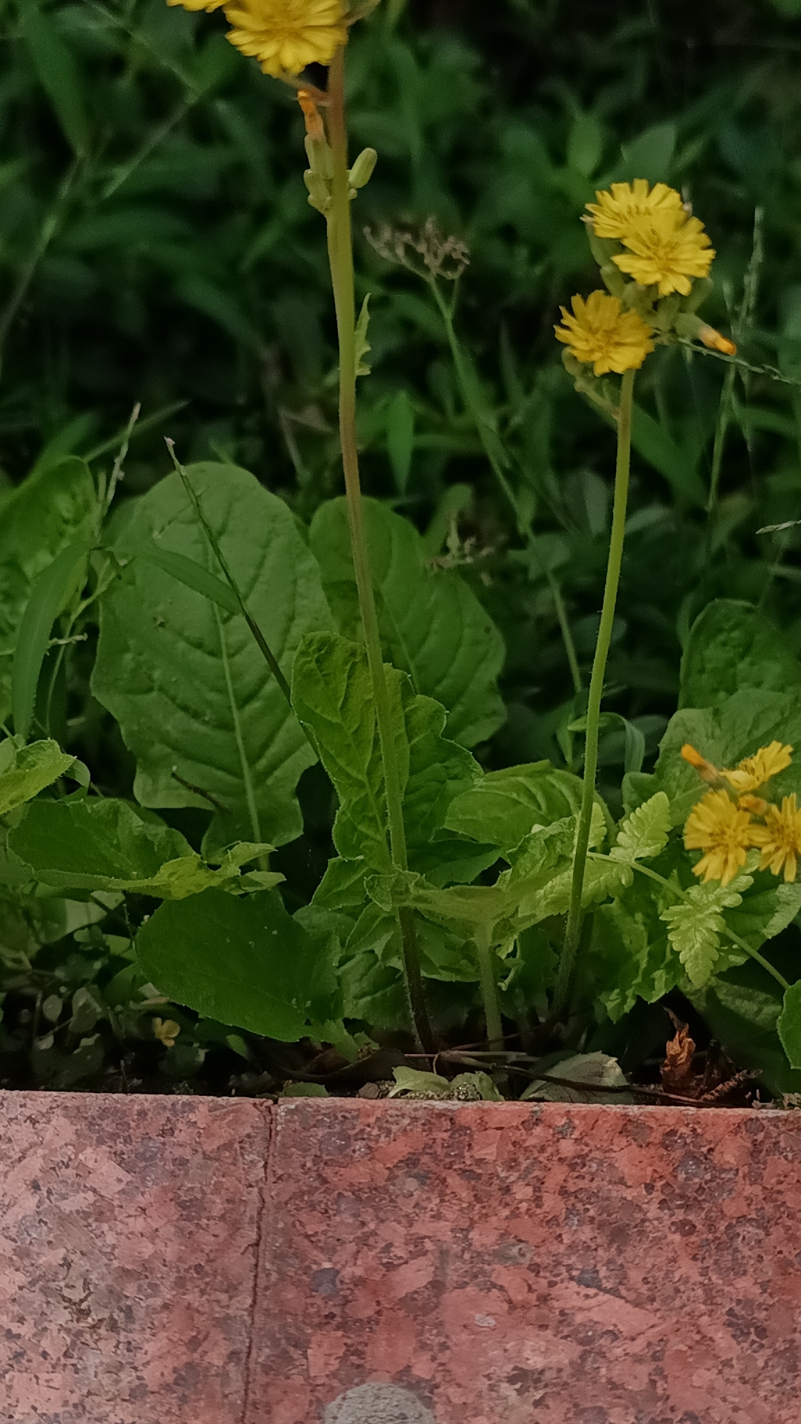 Cải đồng — ảnh 2