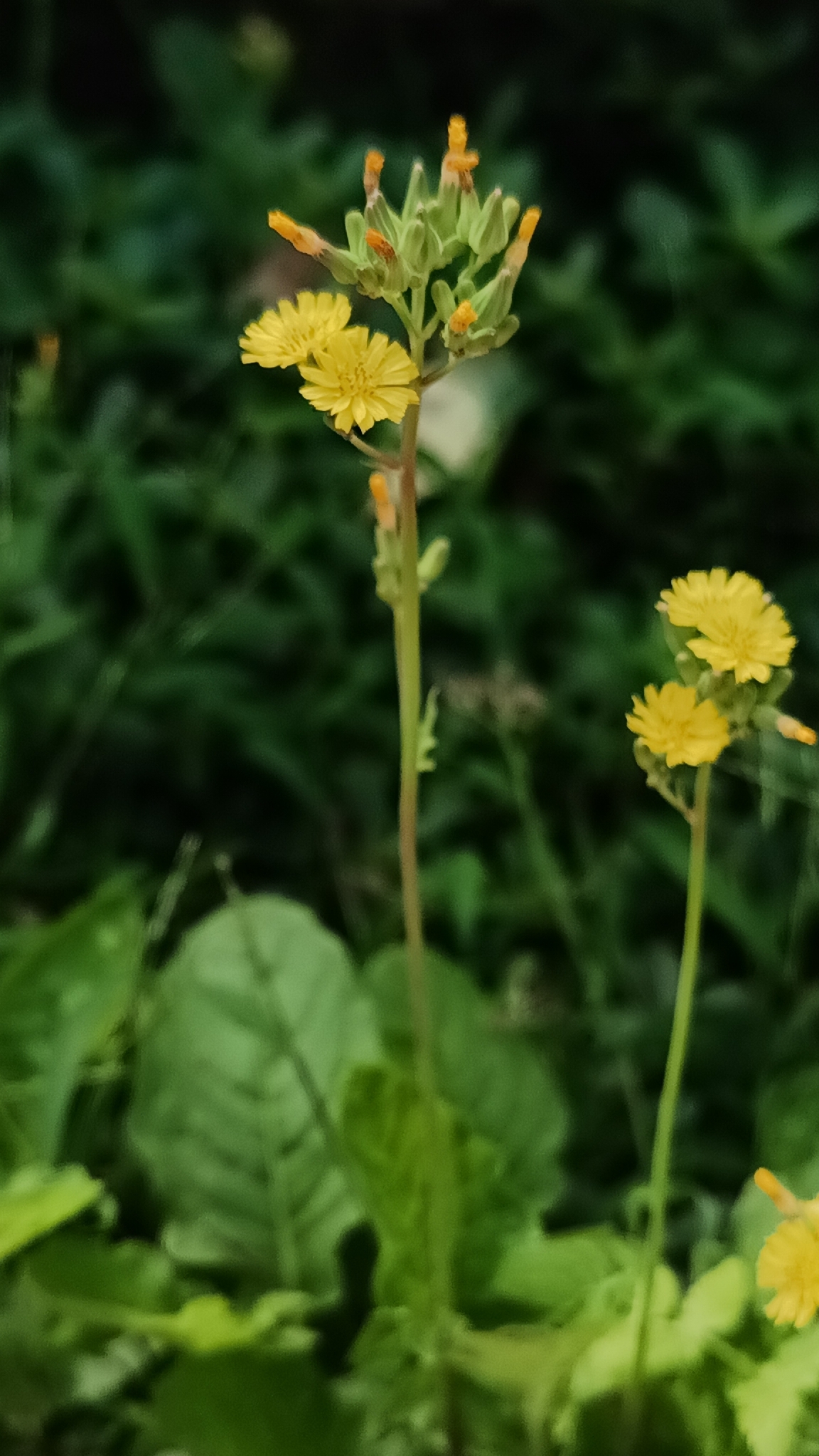 Cải đồng — ảnh 3