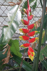 Heliconia rostrata
