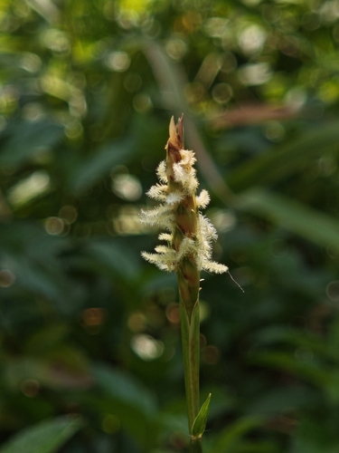 Ischaemum muticum observed 2026-03-23