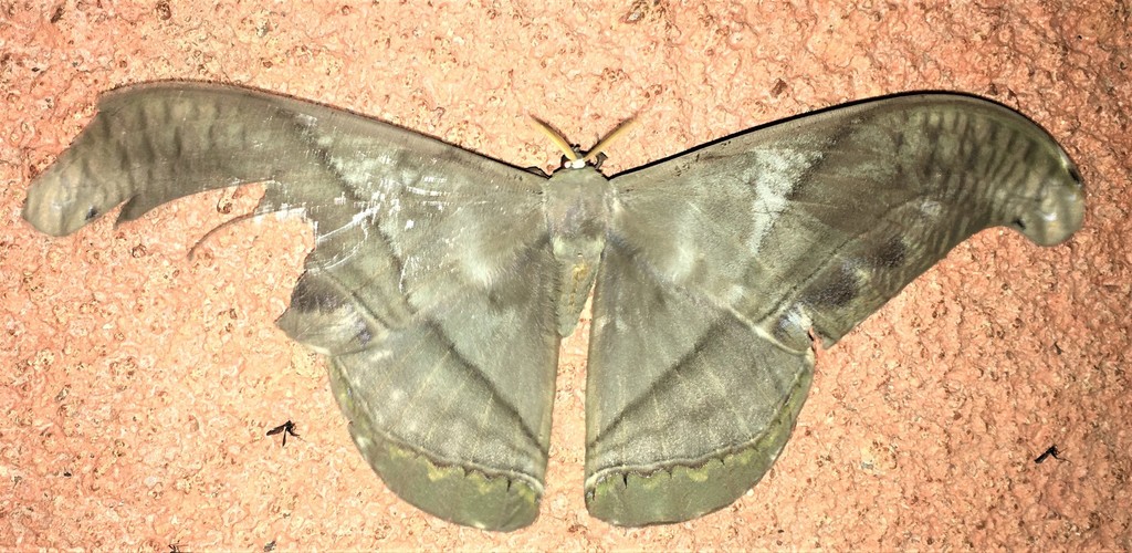 Rhescyntis hermes