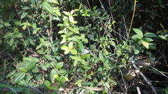 Boquila trifoliolata