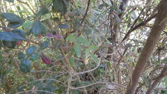 Boquila trifoliolata